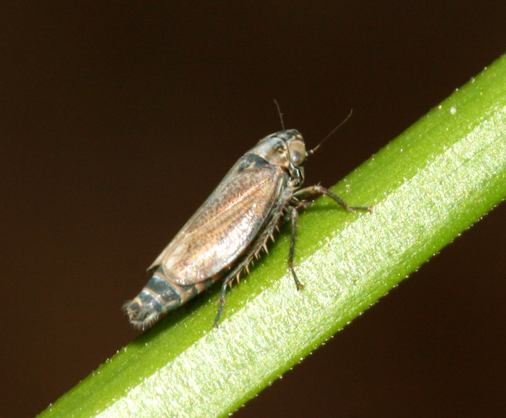 Cicadellidae: forse Deltocephalus o Doratura